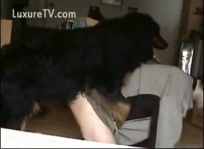 Furry dog porn